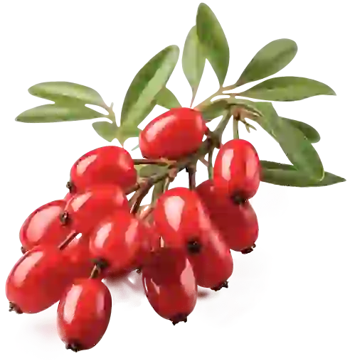 Berberine