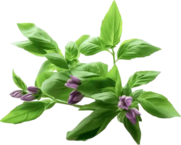 Holy Basil
