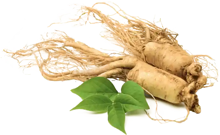 Kudzu